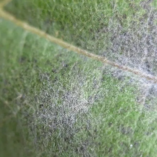 Grape Powdery Mildew