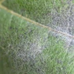 Grape Powdery Mildew thumbnail 1