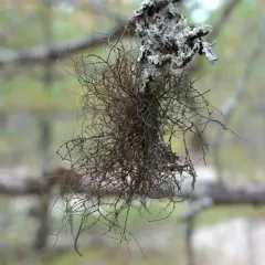 Burred Horsehair Lichen thumbnail 3