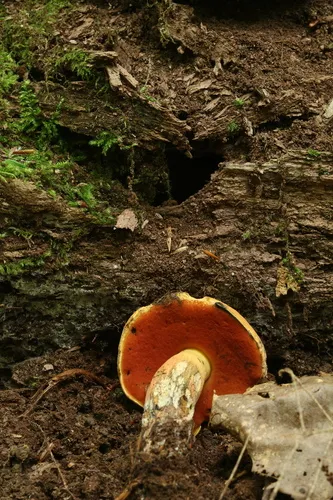 false yellow bolete