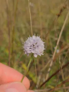 Southern Succisella thumbnail 3