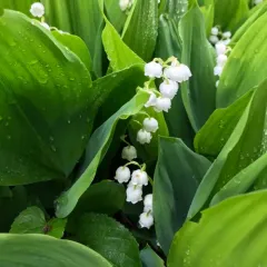 European lily of the valley thumbnail 4