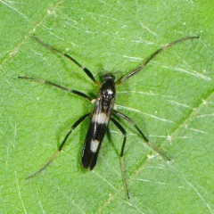 Chasmatonotus bimaculatus thumbnail 4