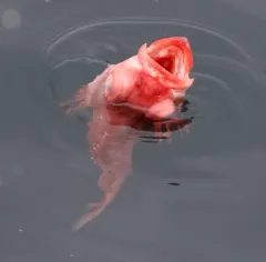 Splitnose Rockfish thumbnail 3
