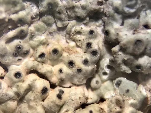 False Sunken Disk Lichen