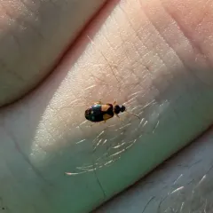 Lebia ornata thumbnail 2