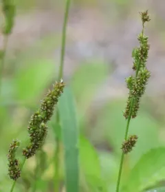 rough barnyard grass thumbnail 3