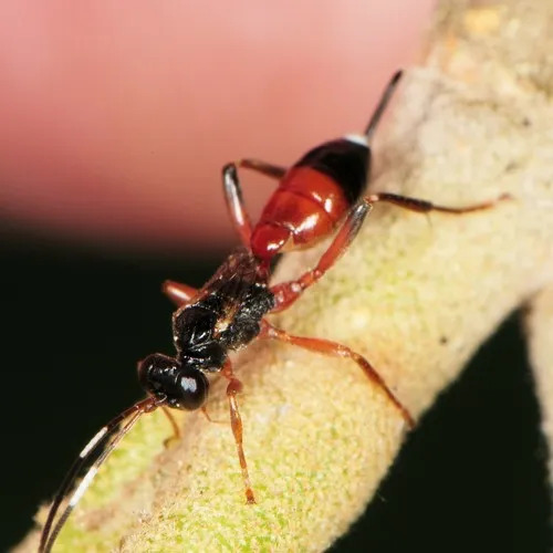 Agrothereutes abbreviatus