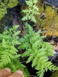 Laurentian bulblet fern thumbnail 4