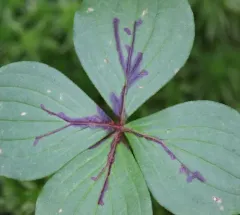 Antispila cornifoliella thumbnail 1