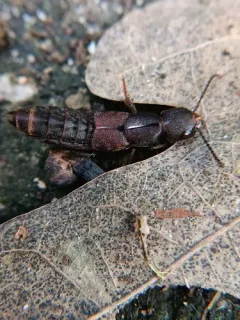 Platydracus zonatus thumbnail 3