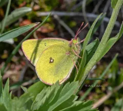 Skinner's Pelidne Sulphur thumbnail 3
