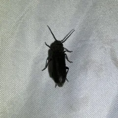 Asemum nitidum thumbnail 4