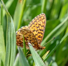Relict Fritillary thumbnail 4