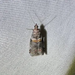 Tricolored Acrobasis Moth thumbnail 4