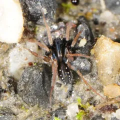 Dark-legged Pirate Wolf Spider thumbnail 2
