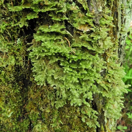 shingle moss