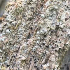 Inoderma byssaceum thumbnail 2