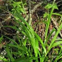 bladder sedge thumbnail 4