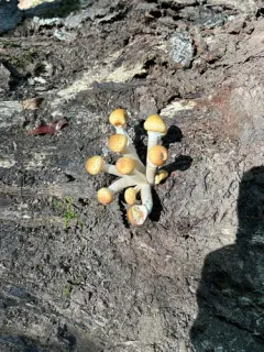 northern honey fungus thumbnail 2