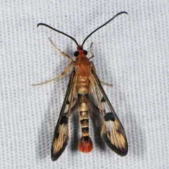 Maple Callus Borer Moth thumbnail 3