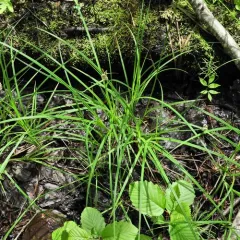 tussock sedge thumbnail 3