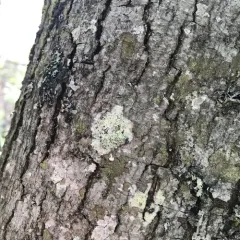 Fuscidea arboricola thumbnail 4