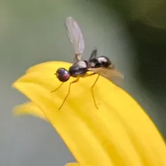 Nemopoda nitidula thumbnail 4