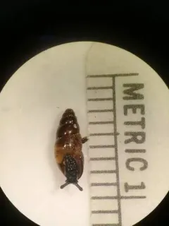 Thin Pillar thumbnail 2