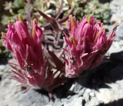Purple Alpine Paintbrush thumbnail 2