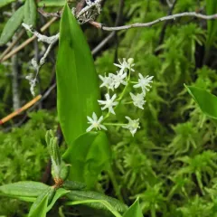 three-leaved false Solomon’s seal thumbnail 3