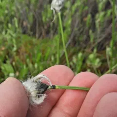 tussock cottongrass thumbnail 4