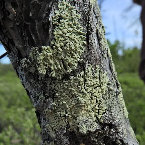 Green Starburst Lichen