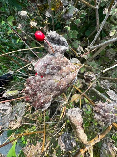 Cercospora viburnicola