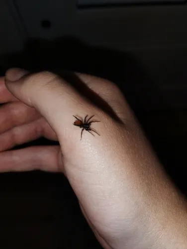 Castianeira walsinghami