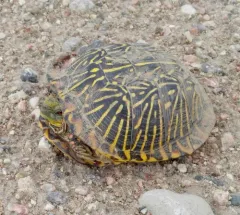 Ornate Box Turtle thumbnail 4