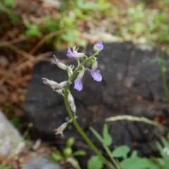 Pretty Milkvetch thumbnail 3