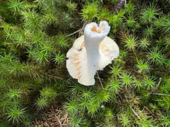 Russula fulvescens thumbnail 3
