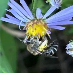 Aster Cellophane Bee thumbnail 4