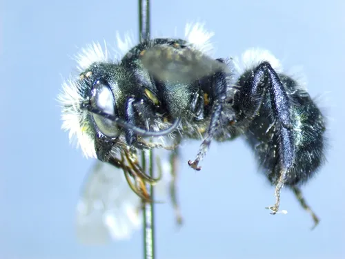 California Mason Bee