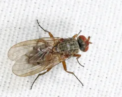 Eutrichota affinis thumbnail 3
