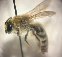 American Cellophane Bee thumbnail 3