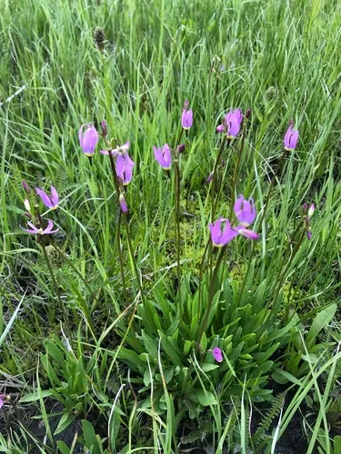 alpine shooting star