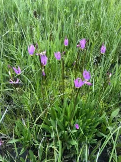 alpine shooting star thumbnail 1
