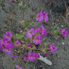 Deschutes Monkeyflower thumbnail 4