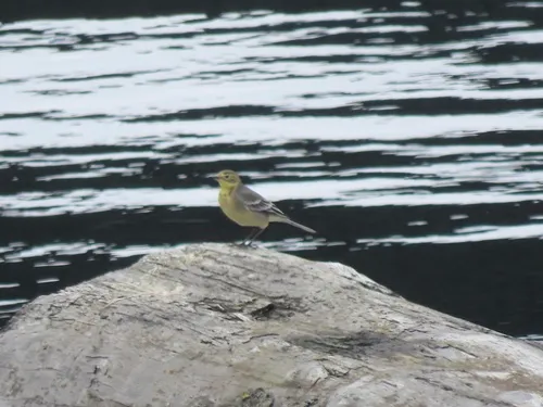 Citrine Wagtail