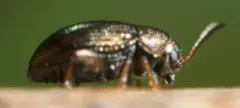 Chaetocnema hortensis thumbnail 4