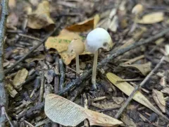 Psathyrella pseudogracilis thumbnail 3