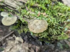 Clitocybe subditopoda thumbnail 4