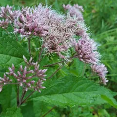 coastal plain Joe-Pye weed thumbnail 4